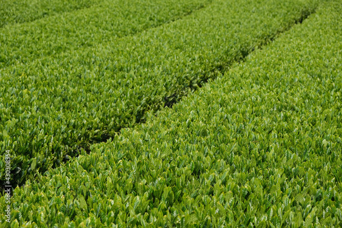 green grass field