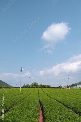 field and blue sky