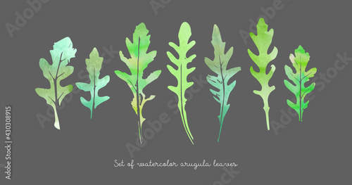 Vector set of watercolor arugula