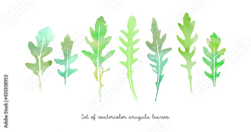 Vector set of watercolor arugula