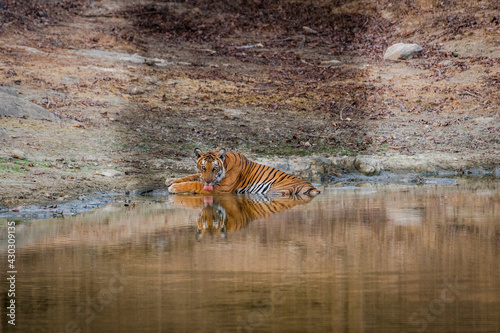 Tiger  photo