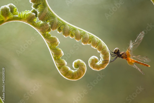 Dragonflies on artifacial plant photo