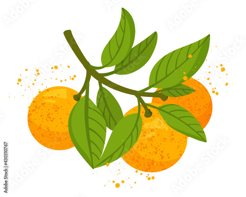 Orange tree branch with fruits and leaves isolated on white background. Fresh citrus. Exotical tropical plant. Modern design for card, package, logo, web or print. Flat vector illustration.