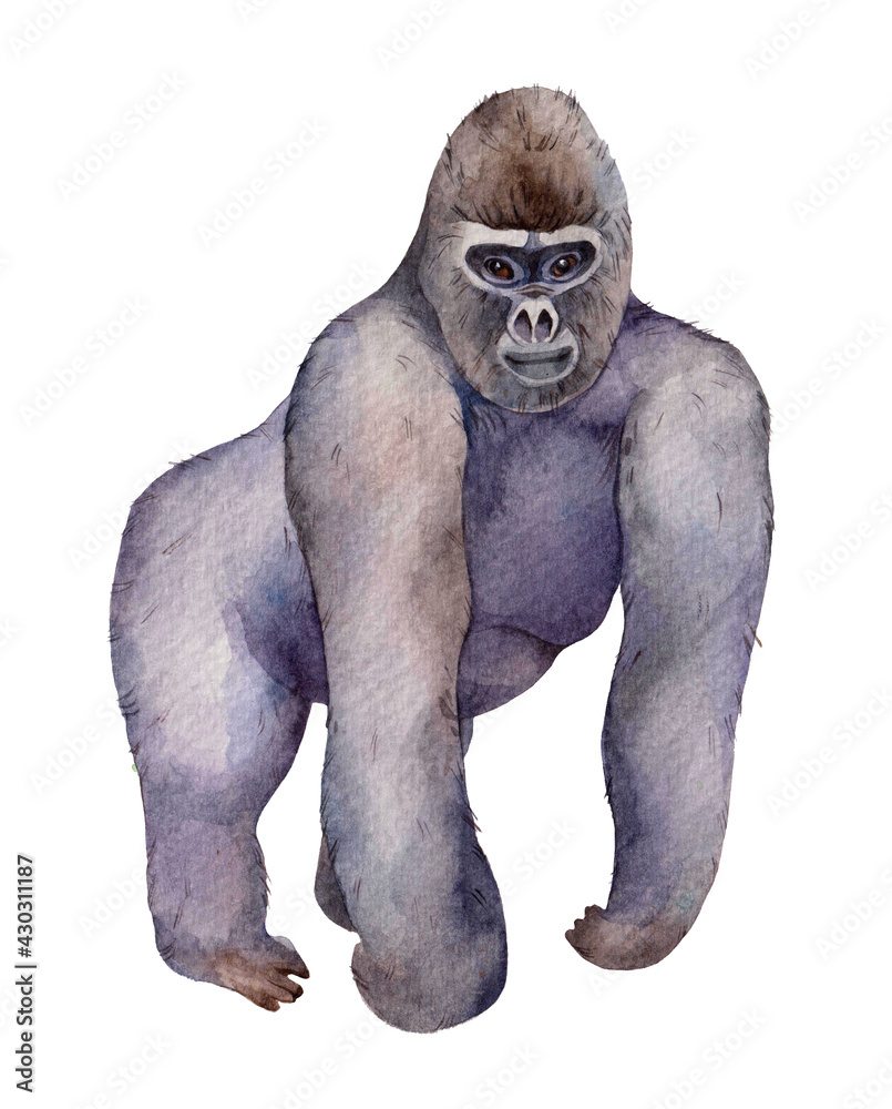 Watercolor Mountain Gorilla isolated on white background. Wildlife animals illustration.
