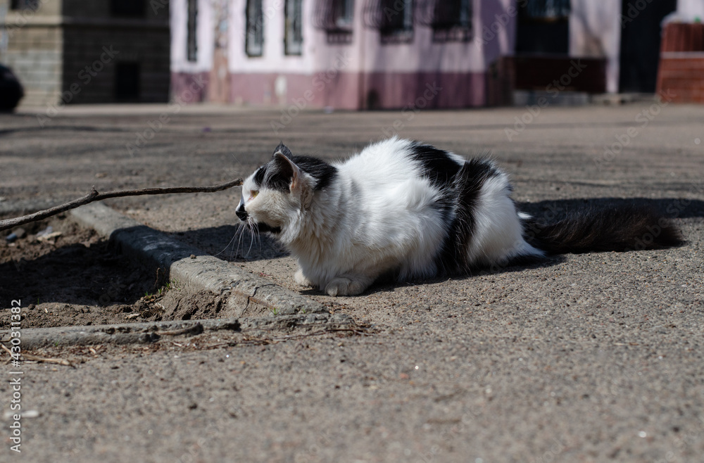 The street cat is walking. March cat. A wandering pet.