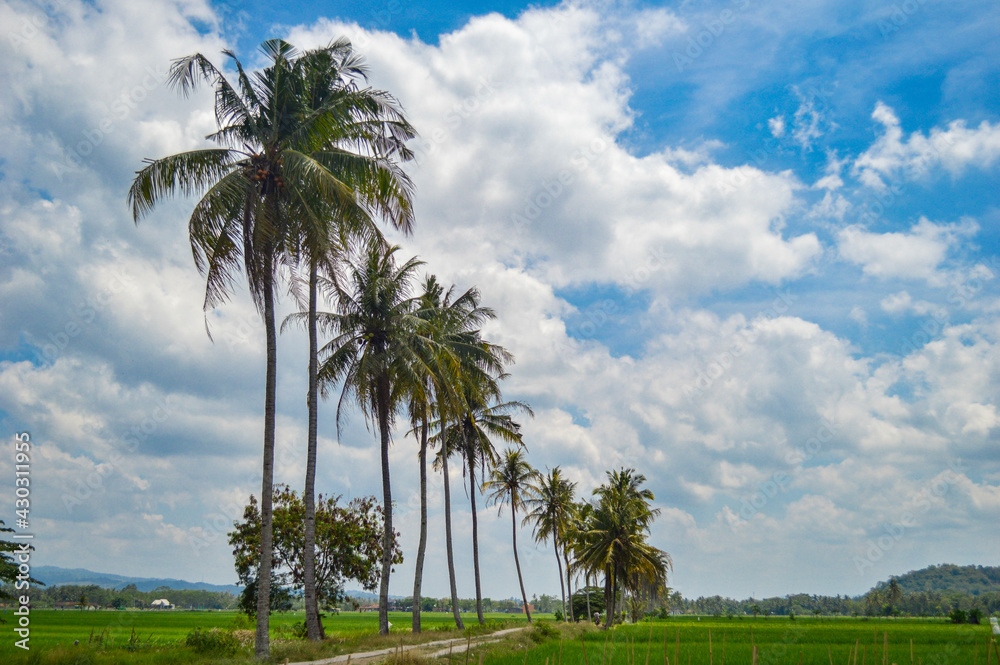 palm trees in the field palm trees in the field