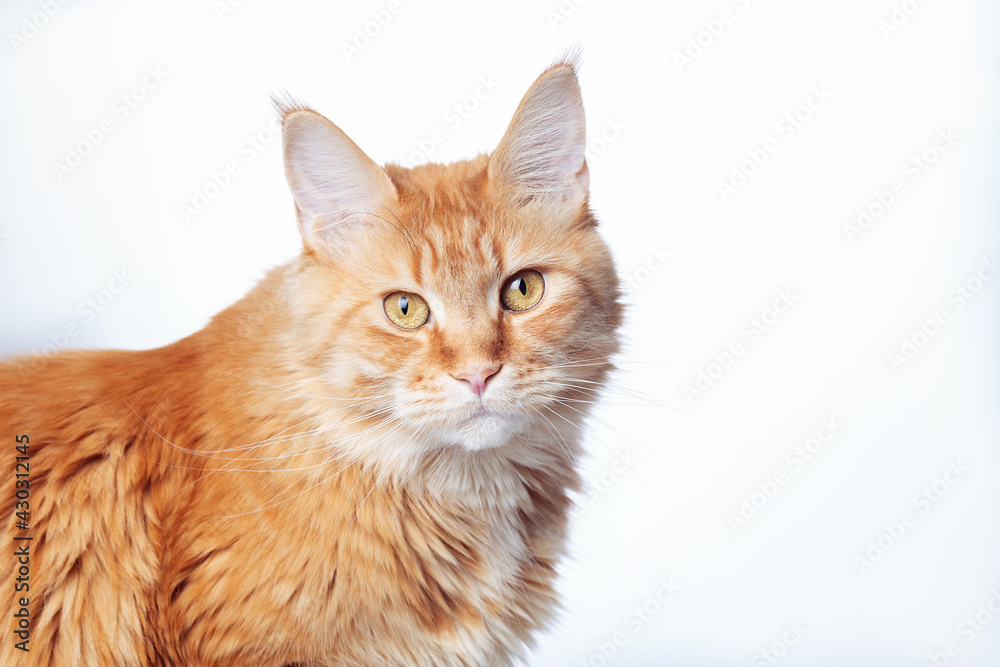 Portrait of cute domestic red Main Coon cat close-up.Beautiful kitten sits and looks at camera. Isolated on white background. Copy space