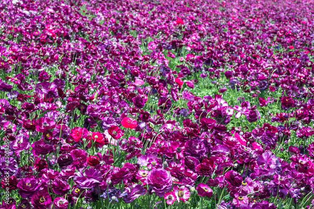 A field of blooming purple garden cultivated buttercups.