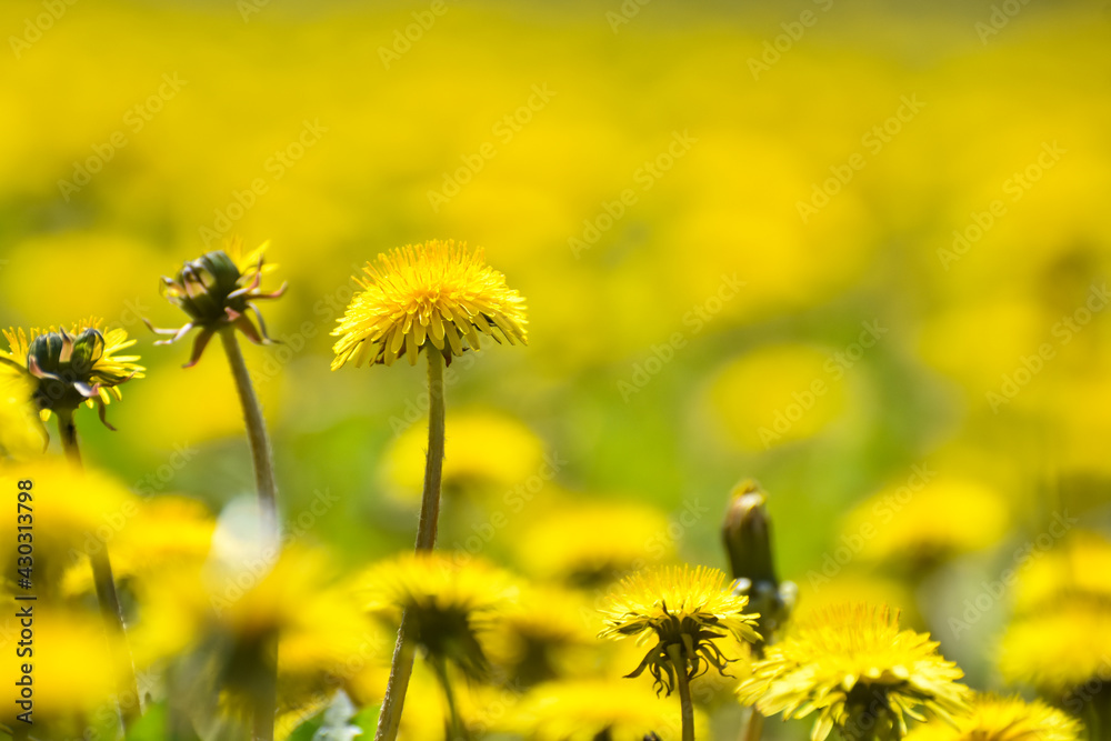 Yellow dandelions in a field. Close Up of yellow spring dandelion flowers Yellow dandelions in a field. Close Up of yellow spring dandelion flowers