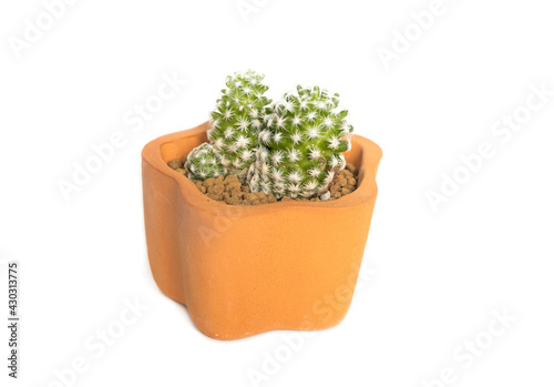 Terracotta pots for planting cactus Isolated white background