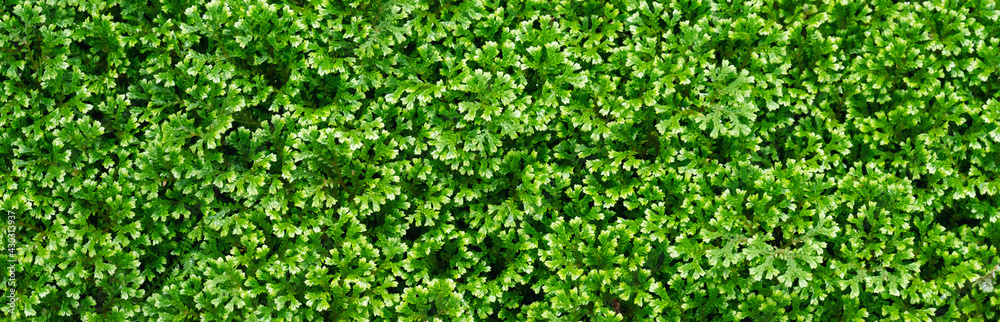 Closeup image of Selaginella fern or Rainbow Spike Moss in the garden Closeup image of Selaginella fern or Rainbow Spike Moss in the garden