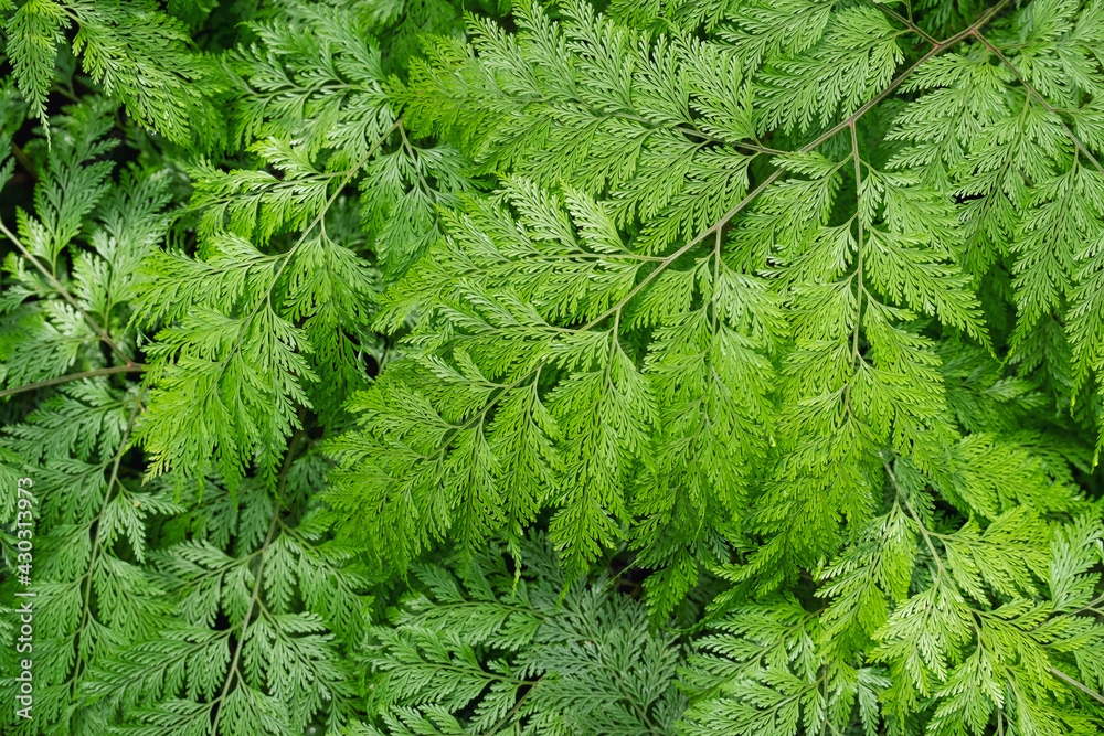 Closeup image of Davallia fejeensis or Rabbit’s Foot fern in the garden Closeup image of Davallia fejeensis or Rabbit’s Foot fern in the garden