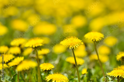 Yellow dandelions in a field. Close Up of yellow spring dandelion flowers