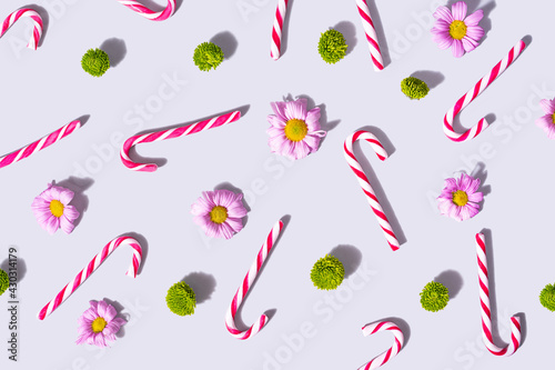 Pattern arrangment of red and white striped candy canes with lovely pink daisies and fresh green zinnia flower. Top view on a light gray background.