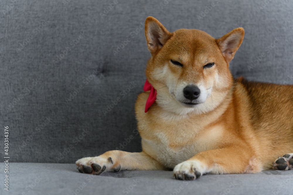 Shiba Inu Japanese dog with tie bowtie red on sofa in living room. Pet Lover concept. animal portrait with copy space