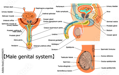 男性生殖器　イラスト photo