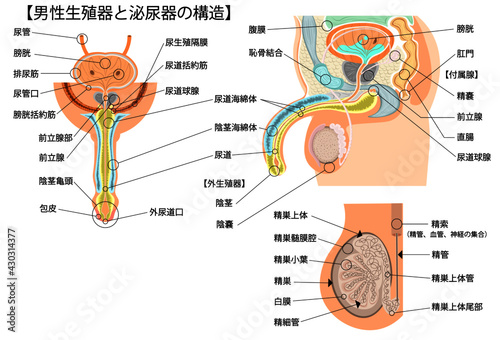 男性生殖器　イラスト