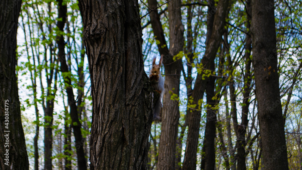 squirrel in the park