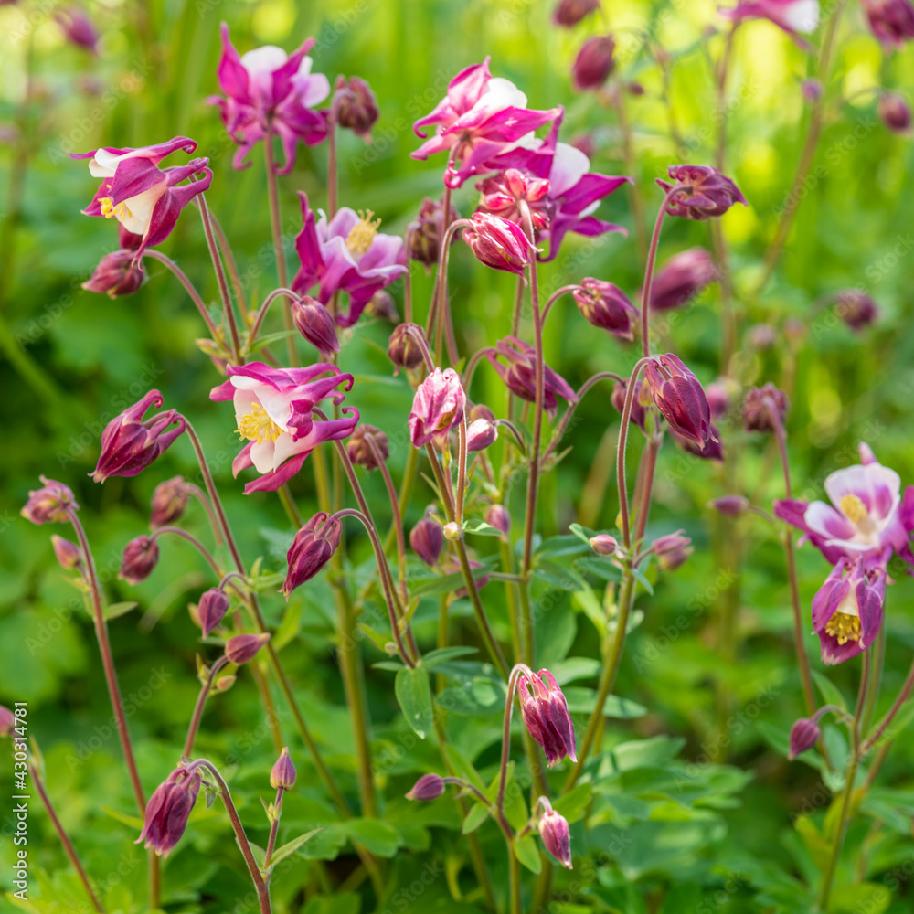Pink akelei (aquilegia) flower bush in shadow, in the garden Pink akelei (aquilegia) flower bush in shadow, in the garden