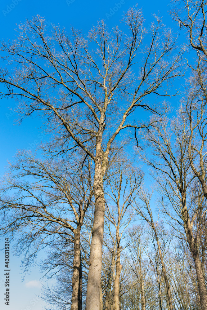 Oak tree without leaves in February in The Netherlands against blue sky near Loenen. Oak tree without leaves in February in The Netherlands against blue sky near Loenen.