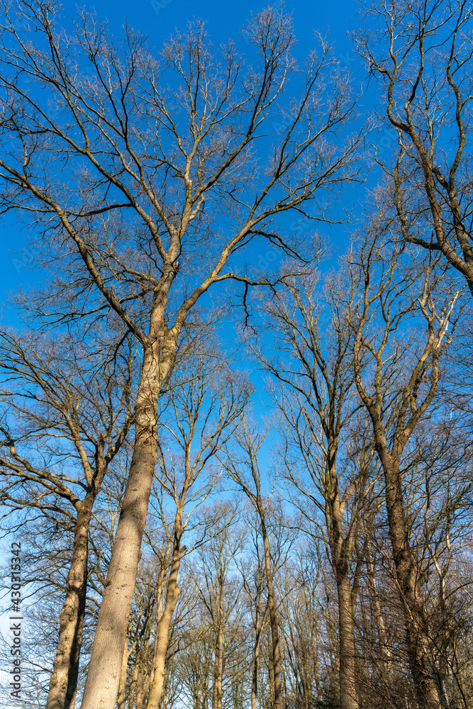 Oak tree without leaves in February in  The Netherlands against blue sky near Loenen.