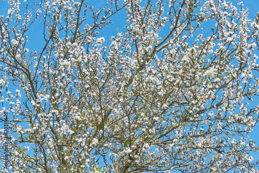 Plum tree in bloom. Many white plum flowers against a blue sky in spring. Seasonal change concept.