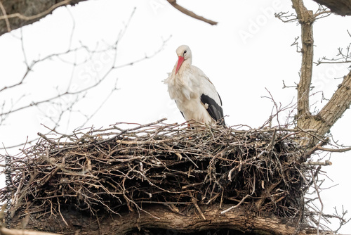 A stork stands in its nest, between twisting branches of the tree. Sky in the background. copy-space