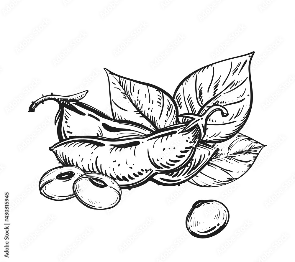 Soybean sketch vector illustration. Soya beens, pod on green plant and  seeds in sack. Hand drawn isolated design elements Stock Vector Image & Art  - Alamy