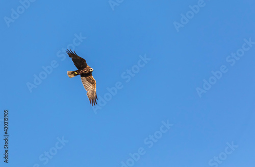 Bald eagle against the blue sky