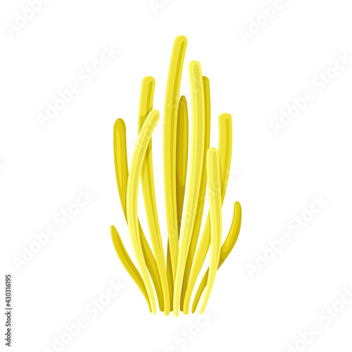 Coral as Marine Invertebrate from Ocean Bottom Vector Illustration