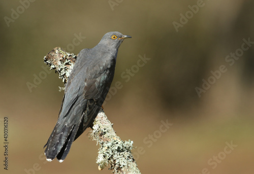 A Cuckoo, Cuculus canorus, perching on a branch in a meadow at the edge of heathland.