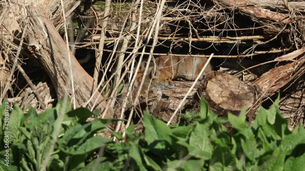Two cute sleepy Red Fox Cubs, Vulpes vulpes, watching what is going on around them lying on a decaying log pile close to their den. Two cute sleepy Red Fox Cubs, Vulpes vulpes, watching what is going on around them lying on a decaying log pile close to their den.