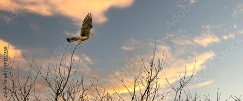 Web banner of a Eurasian Kestrel, Falco tinnunculus taking off from a tree branch. Against the colorful blue and orange dramatic sky photo