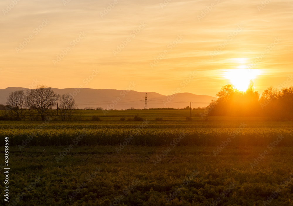 sunset over the rapeseed field