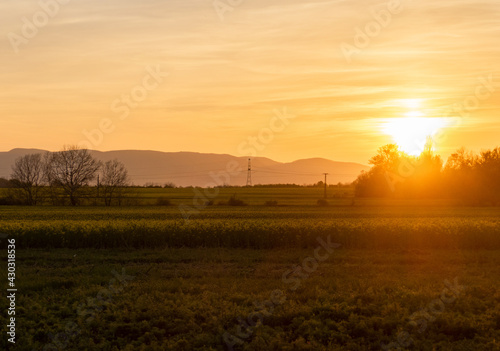 sunset over the rapeseed field