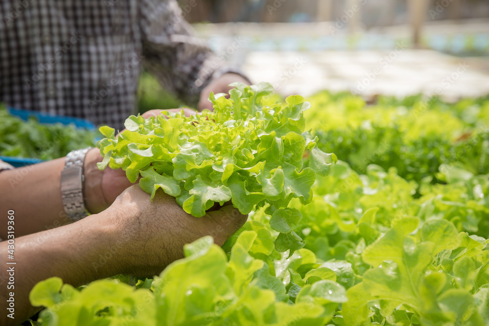 Farmer harvest organic hydroponic green oak lettuce in plant nursery farm. Farmer harvest organic hydroponic green oak lettuce in plant nursery farm.