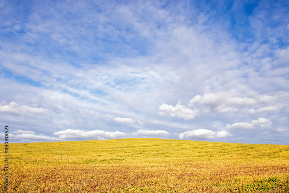 Blue skies and yellow fields.