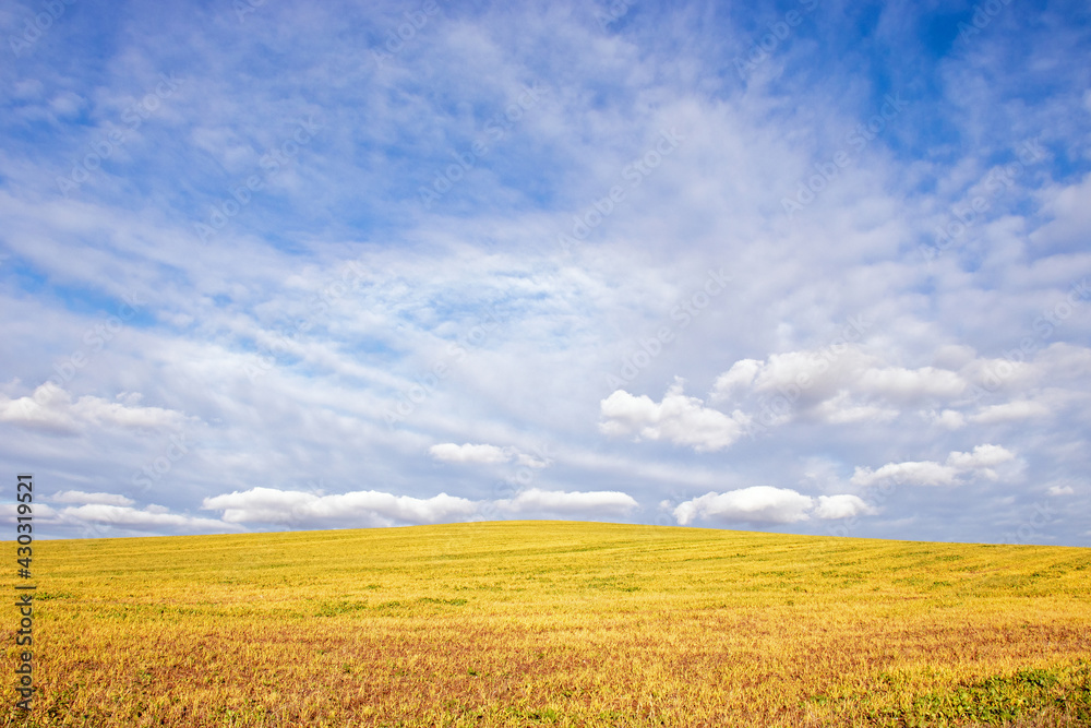 Blue skies and yellow fields. Blue skies and yellow fields.