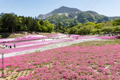 「芝桜の丘（羊山公園）」秩父 埼玉県
