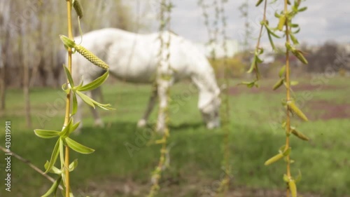 A beautiful white horse eats green grass in the meadow. Cloudy sunny skies. nature Blurred background, screensaver, footage. Natural light. dinner