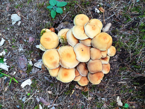 Top view of fungi hypholoma fasciculare growing in a pile.