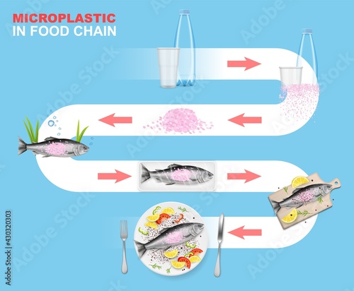 Microplastic in food chain vector infographic. Marine environment. Plastic waste impact on aquatic animals and seafood.