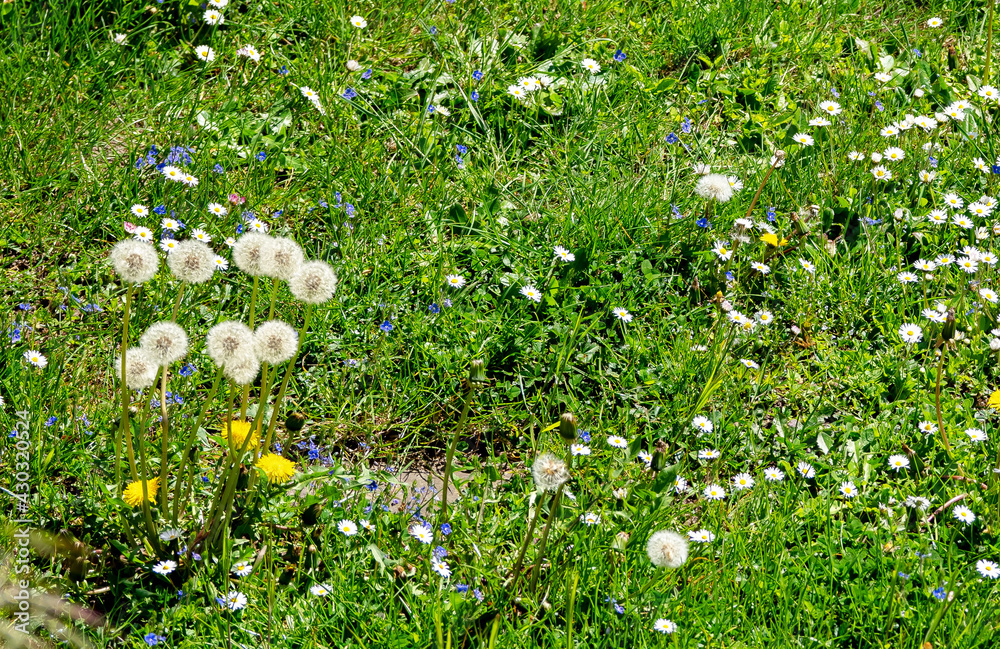 Löwenzahn-Pusteblume