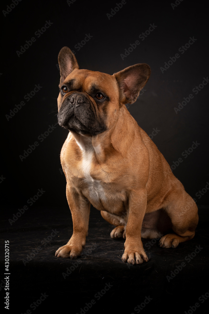 Bouledogue français