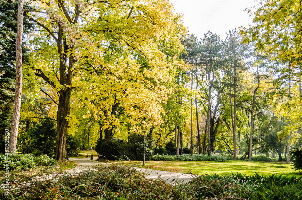 Fototapeta premium City park in Novi Sad in the autumn period of the year. Autumn landscape with sunny trees in the city park