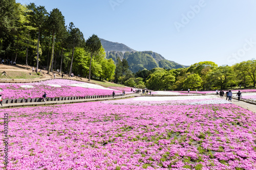 「芝桜の丘（羊山公園）」秩父 埼玉県