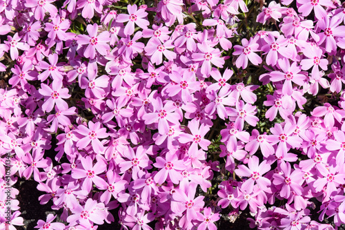 「芝桜の丘（羊山公園）」秩父 埼玉県