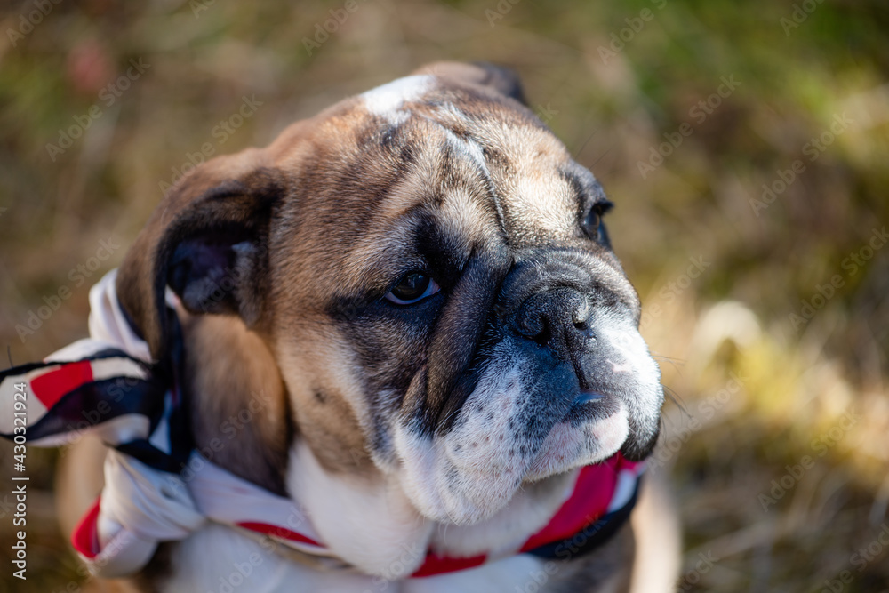 Puppy of Red English British Bulldog in neckless outdoors sitting and on the garden