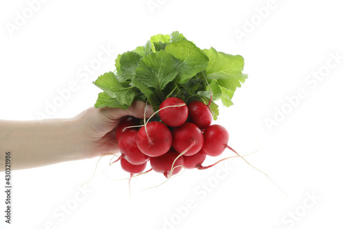 Female hand hold red radish, isolated on white background