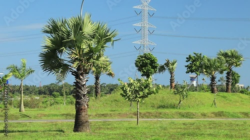 tree in the vineyard